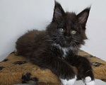 Кошки в Севастополе: Котята Мейн-кун Мальчик, 25 000 руб. - фото 5