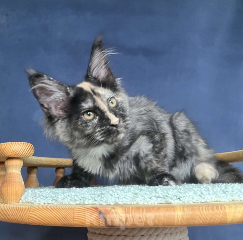 Кошки в Санкт-Петербурге: Очаровательная черепашка Девочка, 55 000 руб. - фото 5