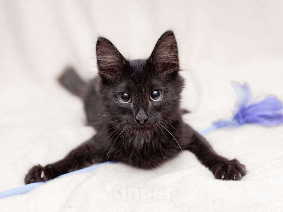 Кошки в Москве: Очень активный котенок ищет дом Мальчик, Бесплатно - фото 6