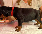 Собаки в других городах Московской области: Щенки доберамна Мальчик, 75 000 руб. - фото 4