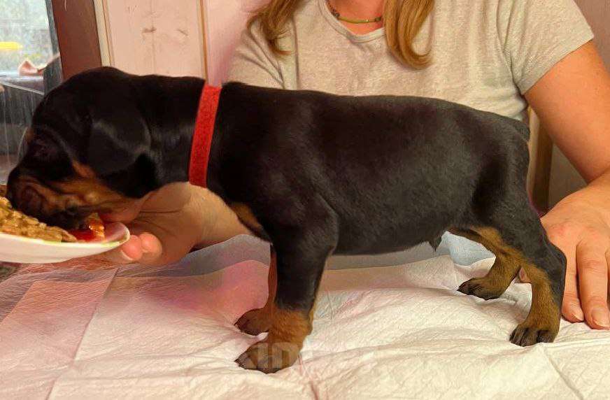 Собаки в других городах Московской области: Щенки доберамна Мальчик, 75 000 руб. - фото 4