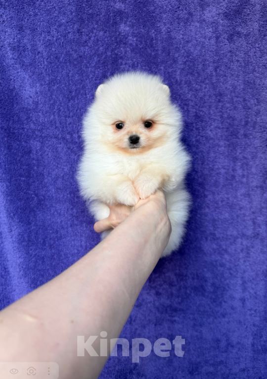 Собаки в Москве: Шпиц Мальчик, 30 000 руб. - фото 1