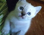 Кошки в Астрахани: Сиамский(тайский) котенок, 1 500 руб. - фото 7