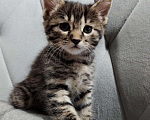 Кошки в Ливны: Котята курильского бобтейла, 12 000 руб. - фото 1