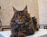Кошки в Перевозе: Кот Мейн-кун, 5 000 руб. - фото 3