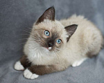 Кошки в Москве: Тайский котенок Вайт в дар Мальчик, Бесплатно - фото 1