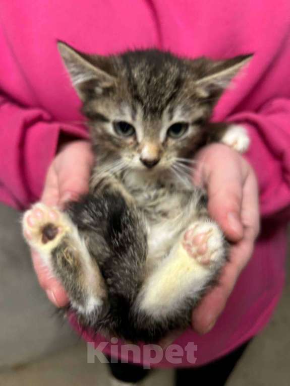 Кошки в Санкт-Петербурге: Малыш 1,5 мес Мальчик, Бесплатно - фото 1