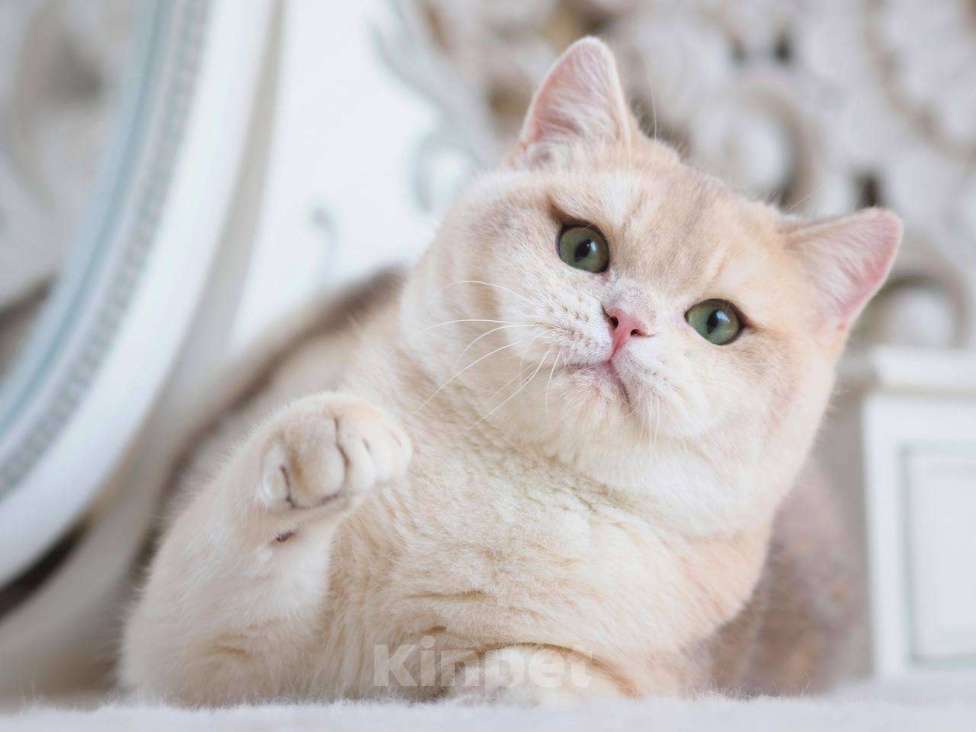 Кошки в Москве: Британский котенок Гром Мальчик, 100 000 руб. - фото 6