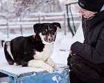 Собаки в Москве: Лада, 1 год в добрые руки Девочка, Бесплатно - фото 7