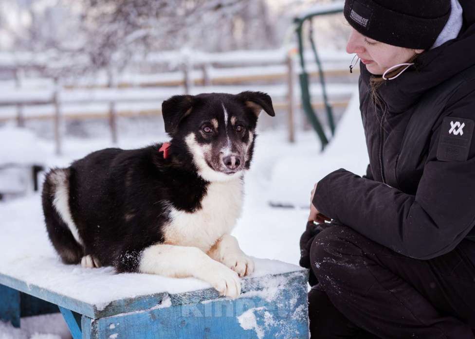 Собаки в Москве: Лада, 1 год в добрые руки Девочка, Бесплатно - фото 7