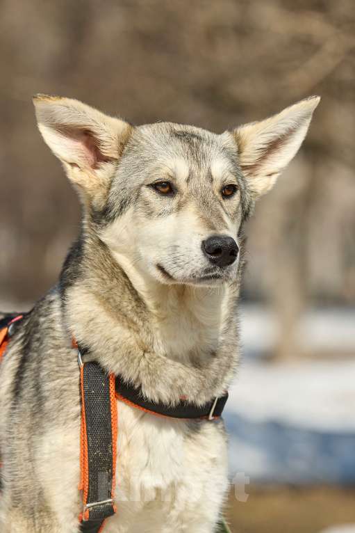 Собаки в Москве: Щенок в добрые руки Девочка, Бесплатно - фото 6