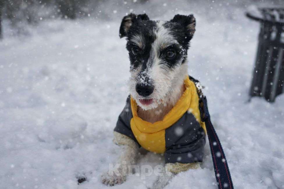 Собаки в Москве: Джек рассел девочка в добрые руки Девочка, Бесплатно - фото 4