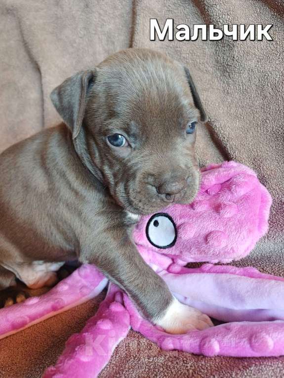 Собаки в Самаре: Мощные щенки амстаффа Девочка, 80 000 руб. - фото 8