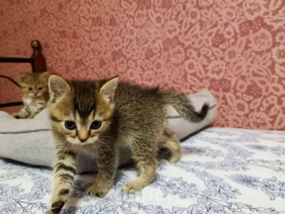 Кошки в Москве: Шотландцы котята мальчики и девочки  Девочка, 10 000 руб. - фото 2