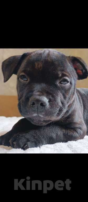 Собаки в Казани: Английский Стаффордширский Бультерьер Мальчик, 50 000 руб. - фото 5