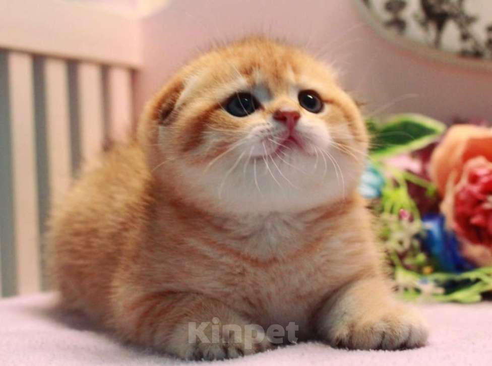 Кошки в Москве: Зоолотой котик. С документами  Мальчик, 30 000 руб. - фото 1