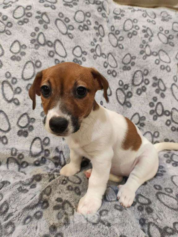 Собаки в Балашихе: Щенок Джек-Рассел терьера Девочка, 19 900 руб. - фото 1