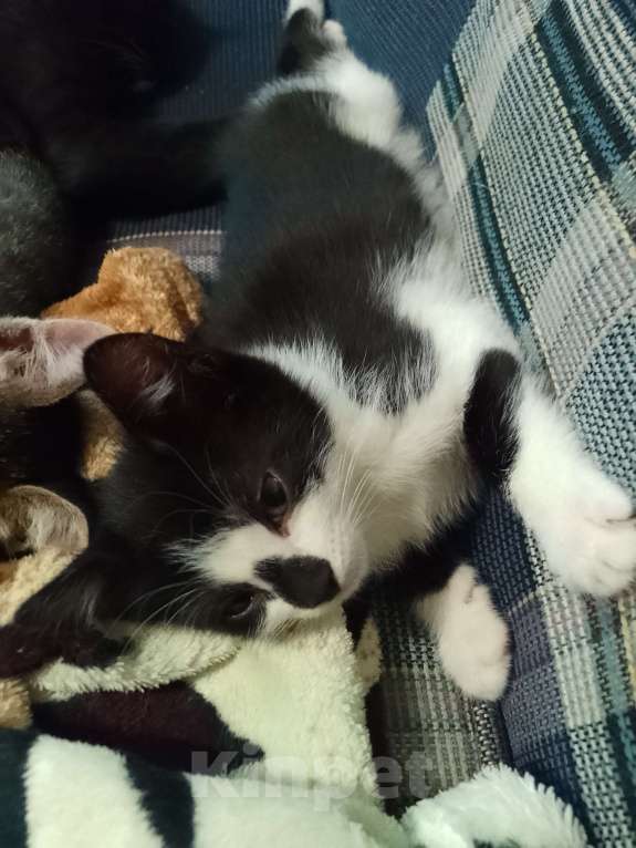 Кошки в Реутове: Отдаëм котëнка в добрые руки Мальчик, 1 руб. - фото 6