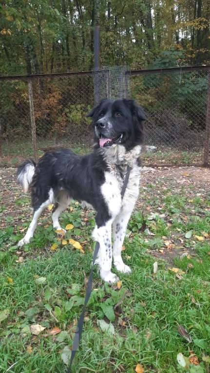 Собаки в Видном: Арья, 4 года Девочка, 1 руб. - фото 3