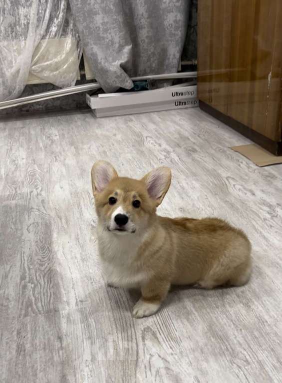 Собаки в Москве: Щенок Корги пемброк  Мальчик, 35 000 руб. - фото 7