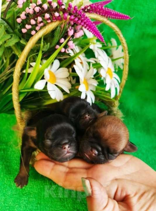 Собаки в Москве: Щенки пти-брабансоны на май Мальчик, 40 000 руб. - фото 2