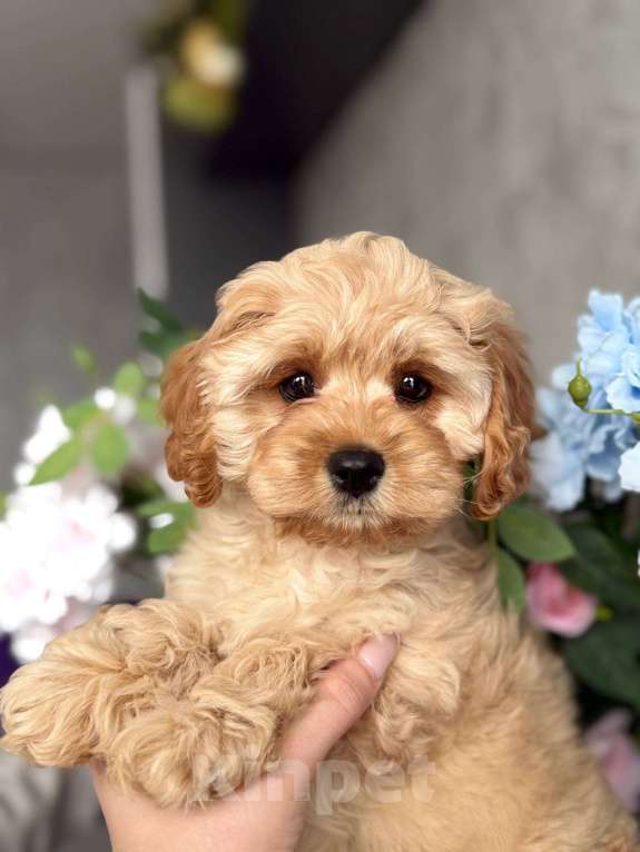 Собаки в Москве: Кавапу щенок Девочка, Бесплатно - фото 3