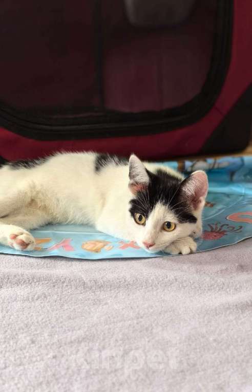 Кошки в других городах Московской области: Федя Мальчик, Бесплатно - фото 4