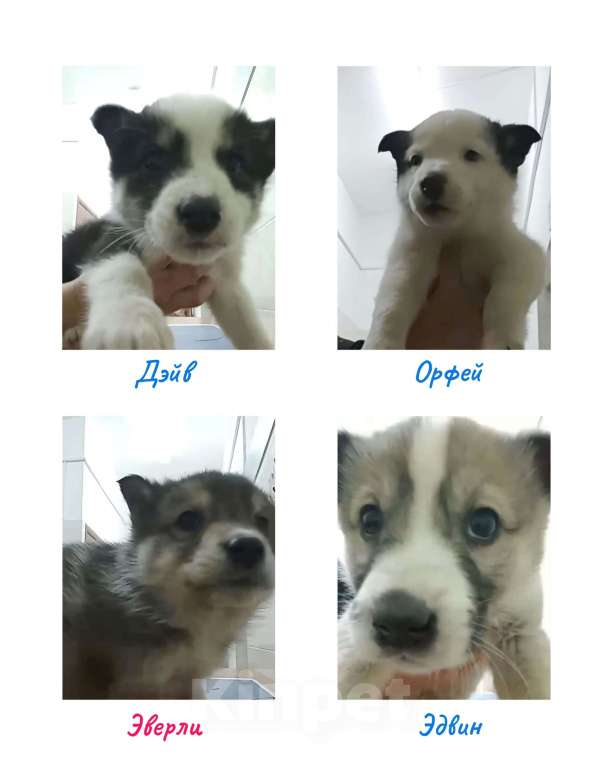 Собаки в Лосином-Петровском: якутята ппбж Мальчик, Бесплатно - фото 1