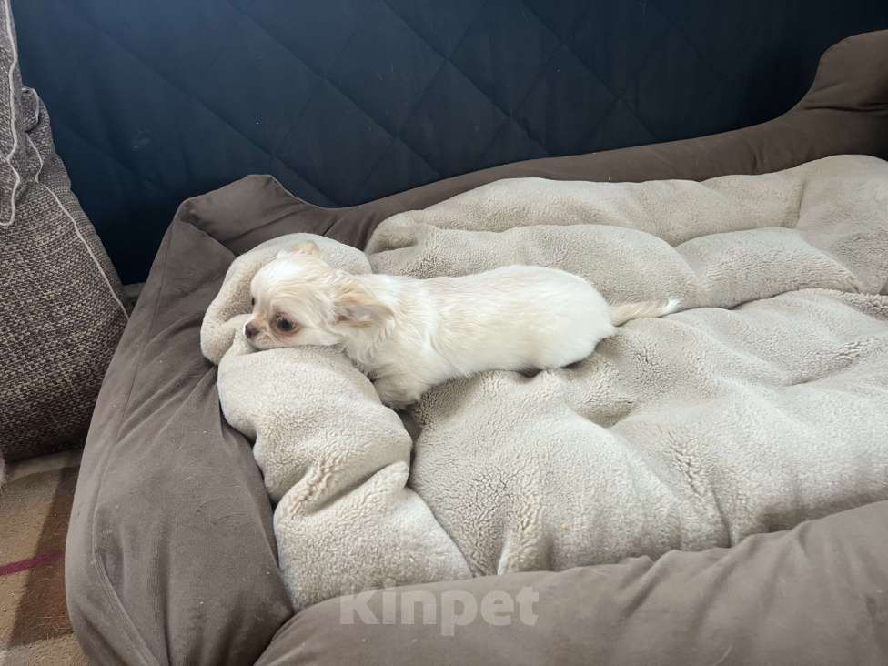 Собаки в Санкт-Петербурге: Щенок чихуахуа, сука Девочка, 50 000 руб. - фото 10