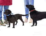 Собаки в Москве: Джесси и Юта Девочка, Бесплатно - фото 4