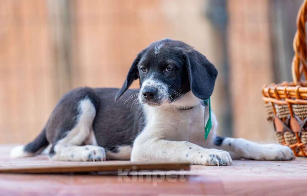 Собаки в Москве: Каспер Мальчик, Бесплатно - фото 2
