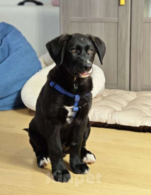 Собаки в Красногорске: Сэм, 5 месяцев в добрые руки  Мальчик, Бесплатно - фото 2