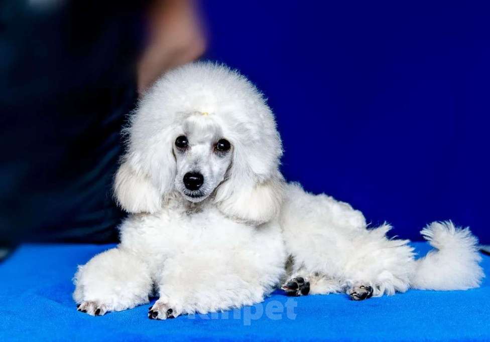 Собаки в Таганроге: Белоснежный мальчик Мальчик, 55 000 руб. - фото 2