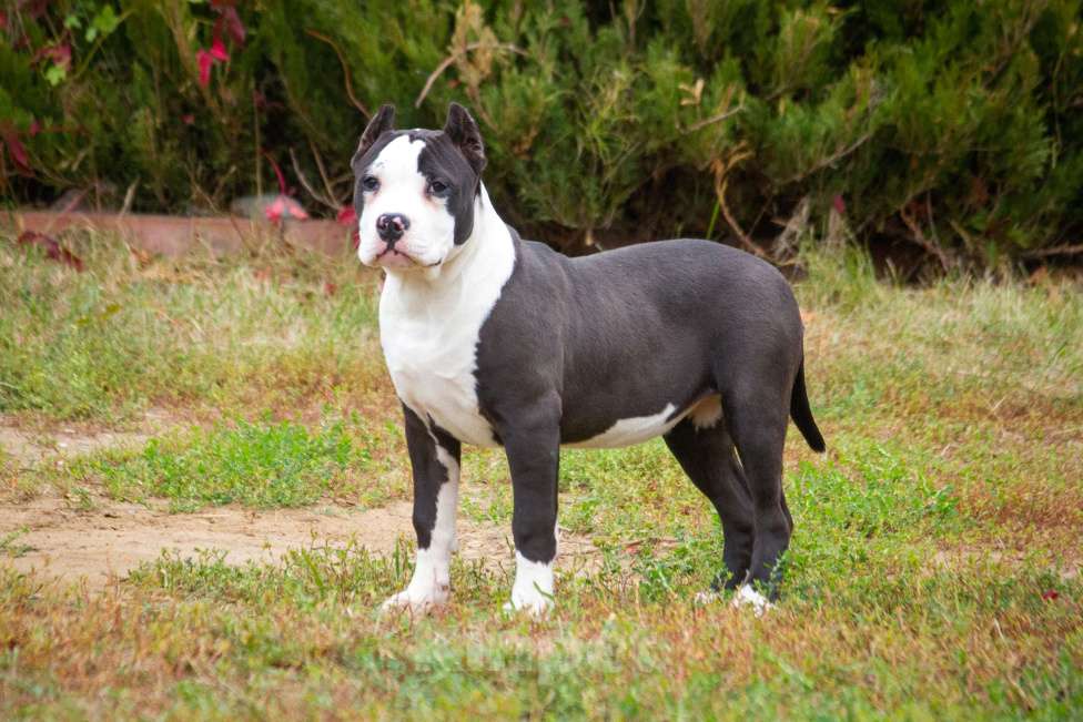 Собаки в других городах Московской области: Американский булли Xl/классик Девочка, 50 000 руб. - фото 3