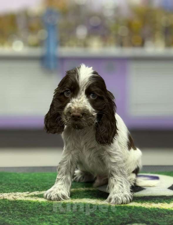 Собаки в Рыбинске: Щенок Английского кокера спаниеля Мальчик, 80 000 руб. - фото 2