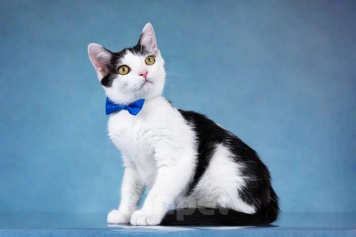 Кошки в Москве: Милый котенок Пончик в добрые руки Мальчик, Бесплатно - фото 5