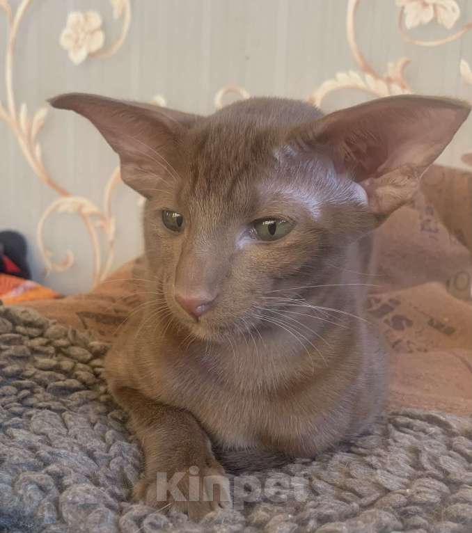 Кошки в Москве: Ориентальный котенок Девочка, Бесплатно - фото 1