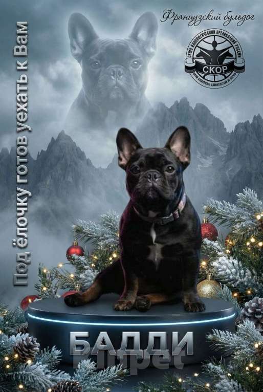 Собаки в Москве: черный бриллиант Мальчик, 90 000 руб. - фото 1