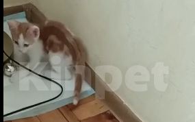 Кошки в Краснодаре: Отдам Котенка Девочка, 1 руб. - фото 1
