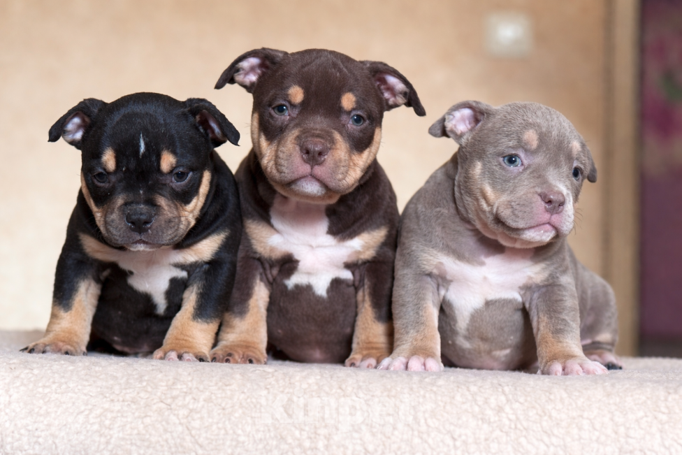 Собаки в Санкт-Петербурге: американский булли девочки Девочка, 60 000 руб. - фото 1