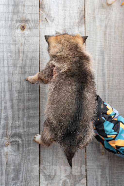 Собаки в Рязани: Девочка чехословацкого влчака Мальчик, 100 000 руб. - фото 2