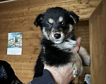 Собаки в Подольске: Щенок 2х месяцев в добрые руки Мальчик, Бесплатно - фото 1