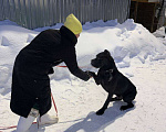 Собаки в Ногинске: Муфа - кане-корсо попал в приют Мальчик, Бесплатно - фото 3