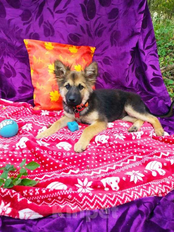 Собаки в Москве: Щеночек фенотип овчарки Мальчик, Бесплатно - фото 4