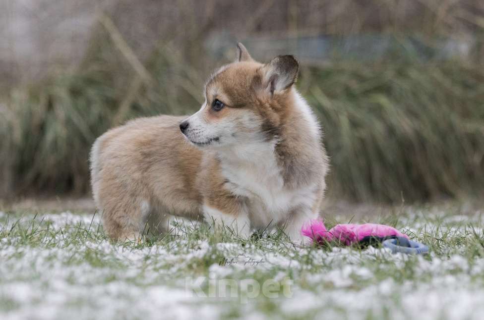 Собаки в Нижнем Новгороде: Щенки вельш корги пемброк Девочка, 60 000 руб. - фото 2