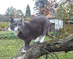 Кошки в Кашине: Кот ученый, Семен, 100 руб. - фото 1