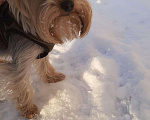 Собаки в Мурманске: Вязка йорка, 3 000 руб. - фото 3