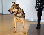 Собаки в Подольске: Ласковая собачка Нита в поисках хозяина Девочка, Бесплатно - фото 4