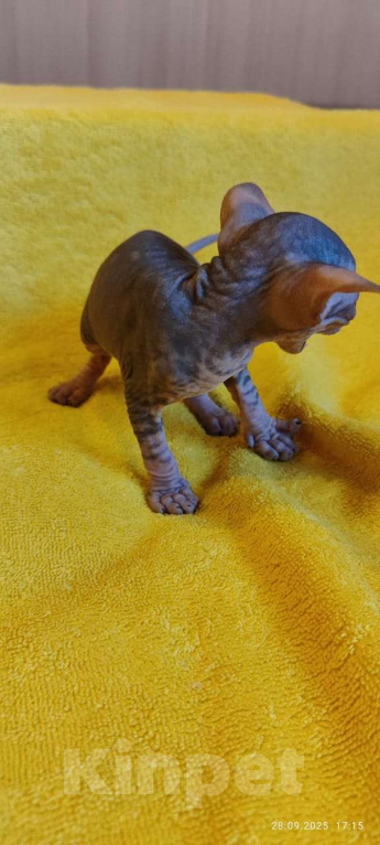 Кошки в Москве: Мистический котёнок канадского сфинкса Мальчик, 50 000 руб. - фото 4