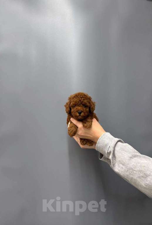 Собаки в Москве: Мини мальчик ред браун Мальчик, 70 000 руб. - фото 2